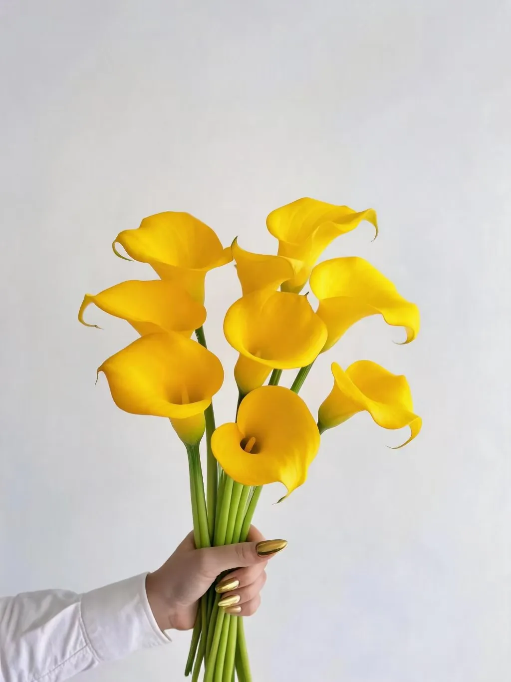 彩色马蹄莲 · 马蹄莲·黄色